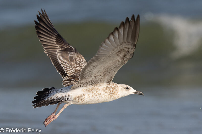 Lesser Black-backed Gulljuvenile, Flight