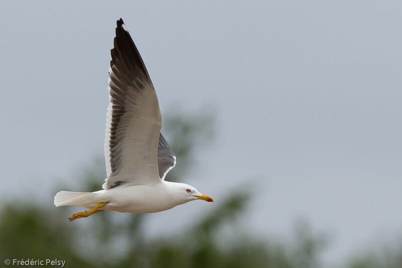 Lesser Black-backed Gulladult, Flight