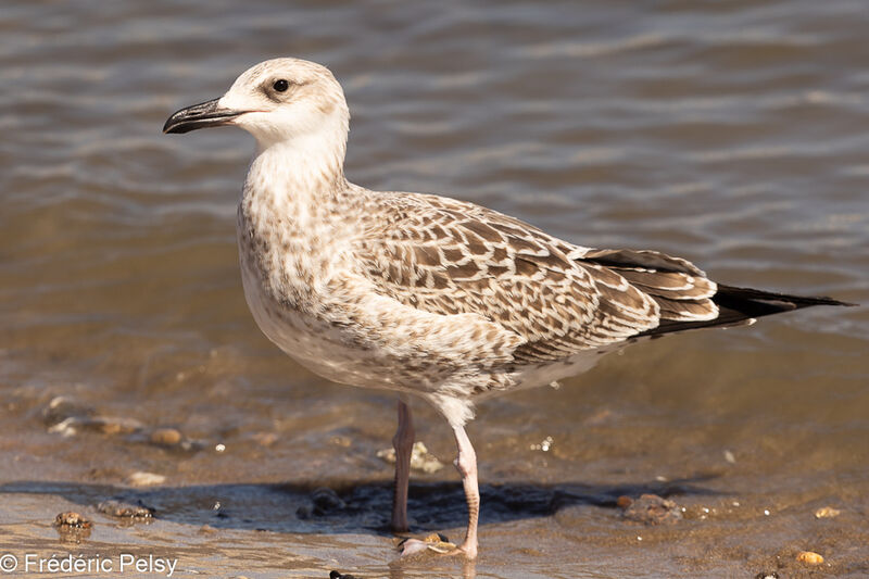 Lesser Black-backed Gull