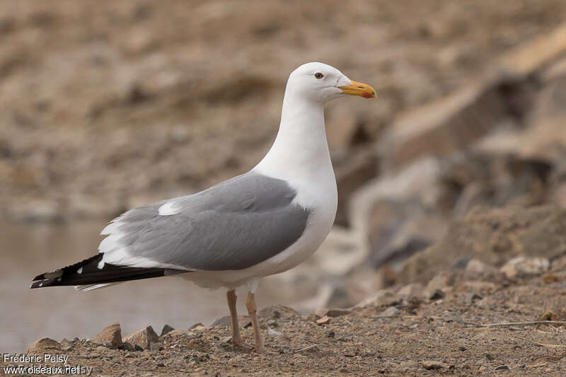 Goéland de la Végaadulte nuptial, identification