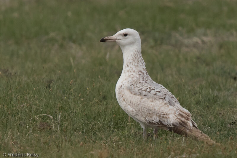 Mongolian GullSecond year, identification