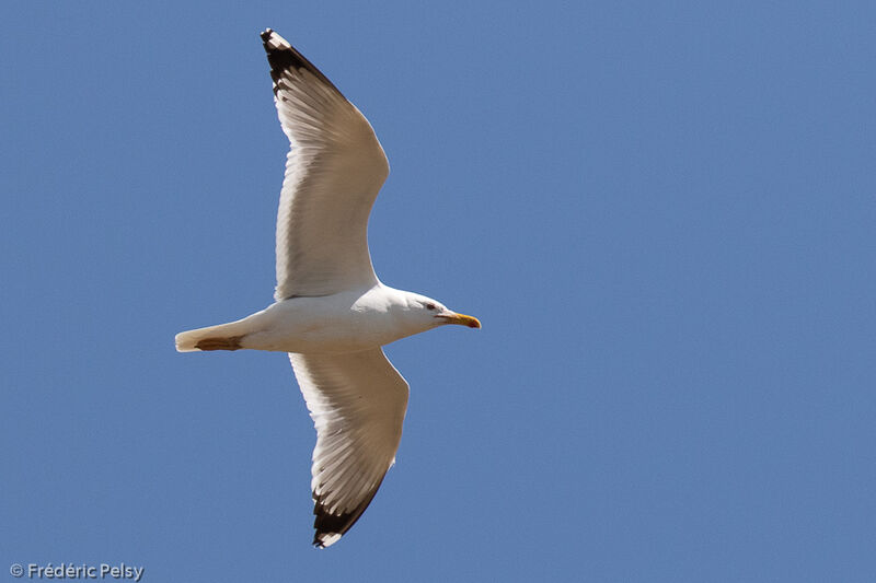 Caspian Gull