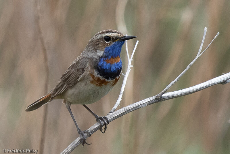 Gorgebleue à miroir