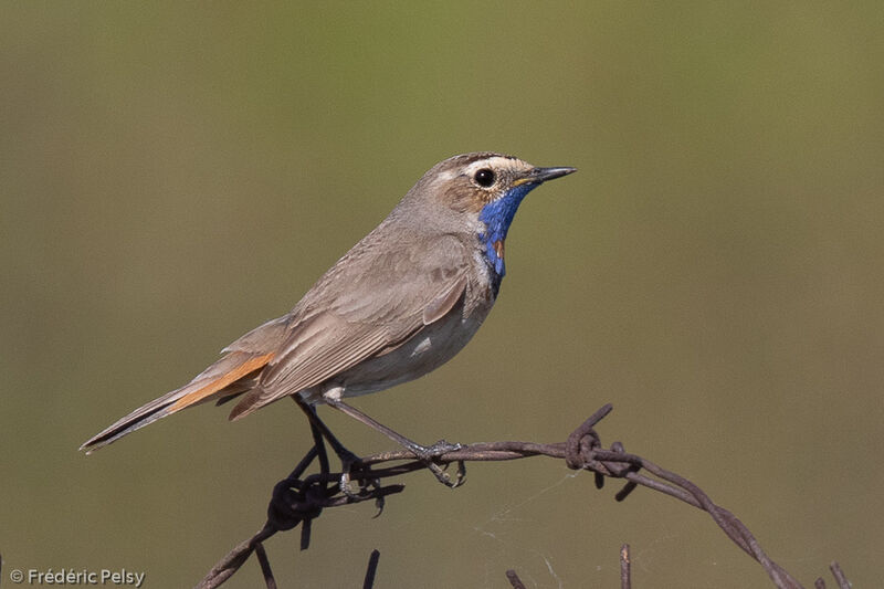 Bluethroat