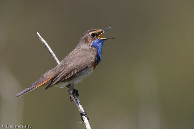 Bluethroat male adult