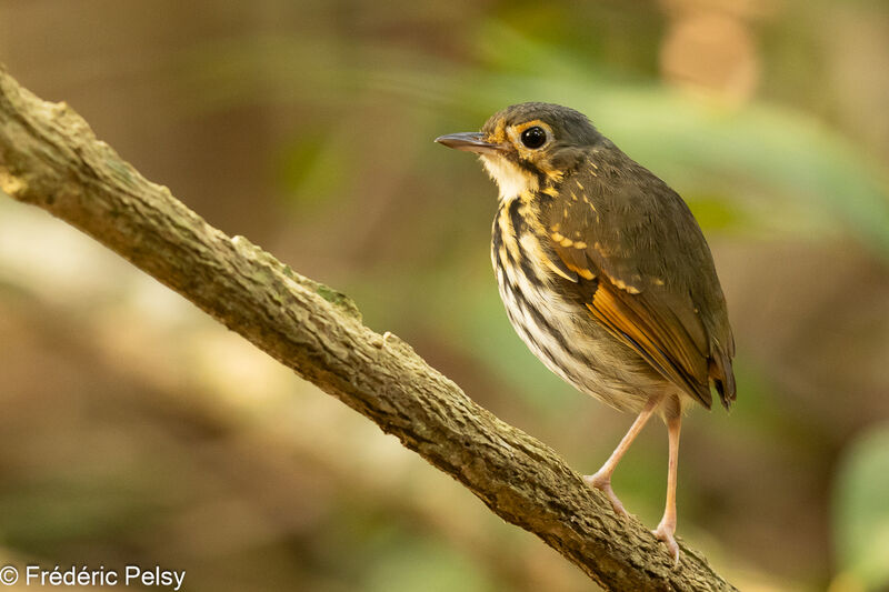 Streak-chested Antpitta