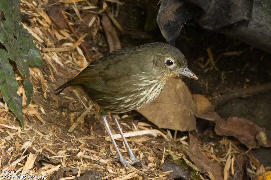 Santa Marta Antpitta