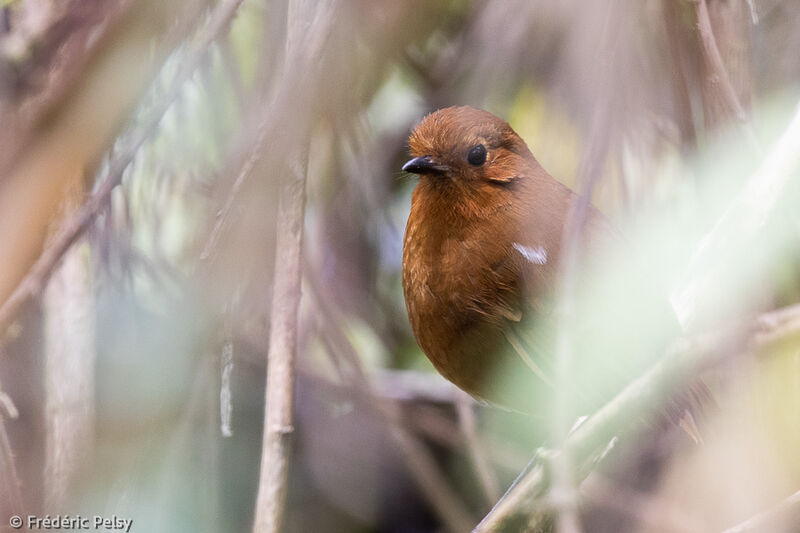 Muisca Antpitta