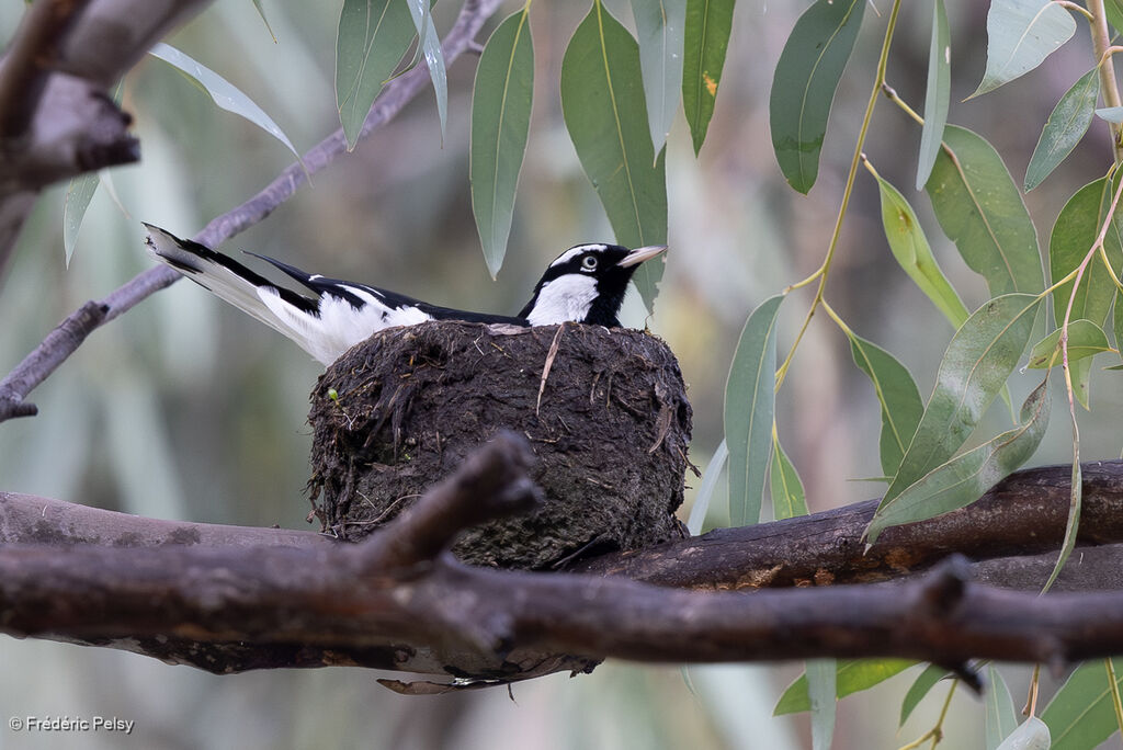 Gralline pie mâle, Nidification