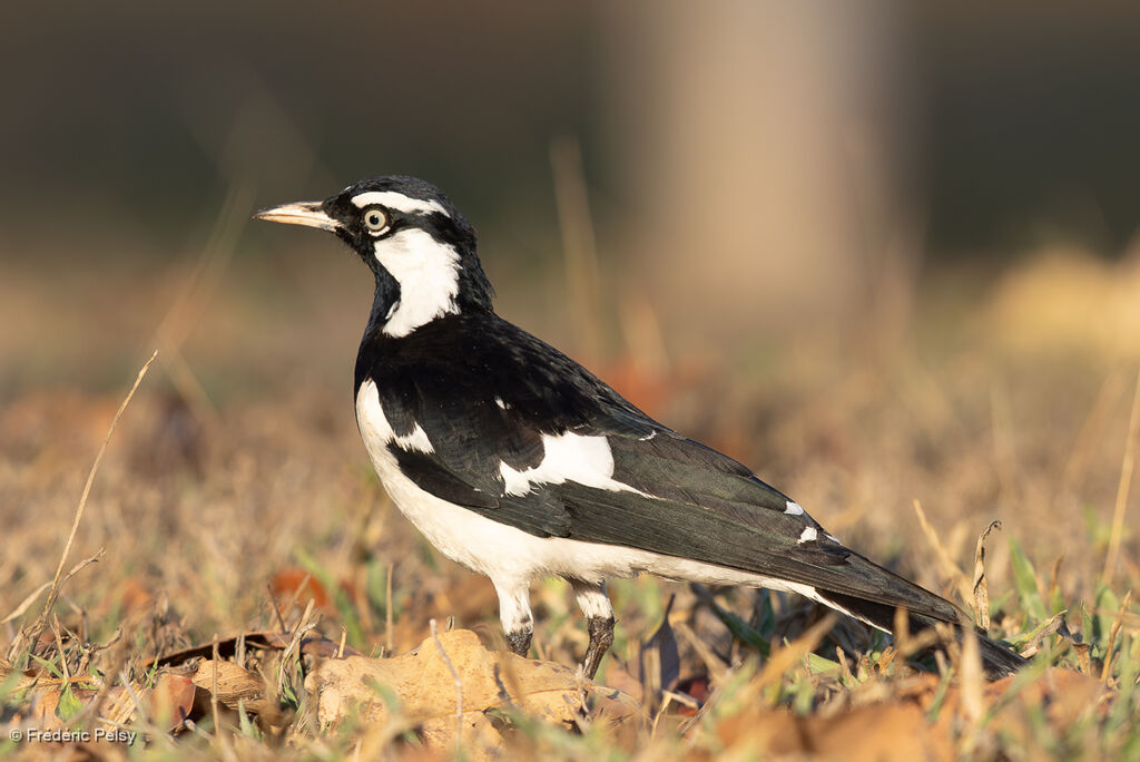 Gralline pie mâle adulte