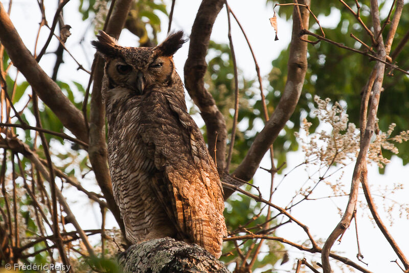 Great Horned Owl