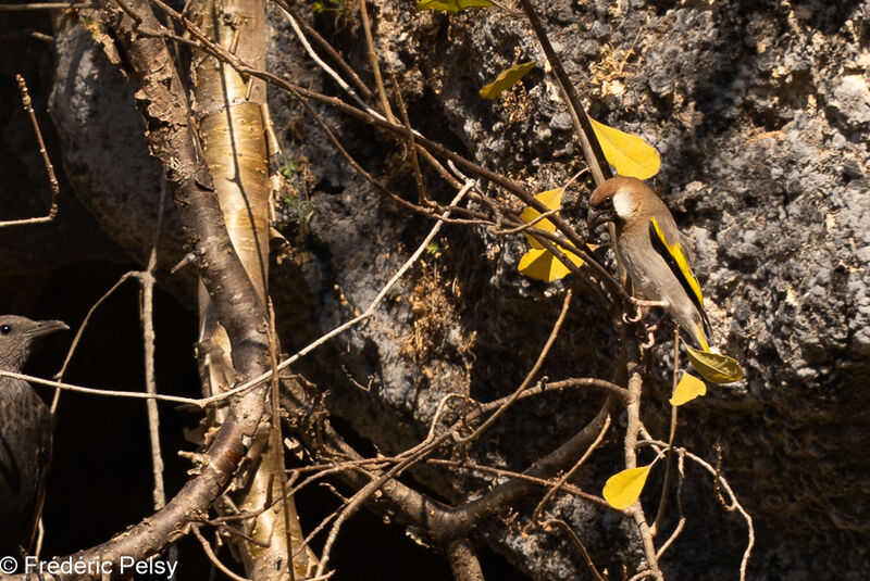 Arabian Golden-winged Grosbeak