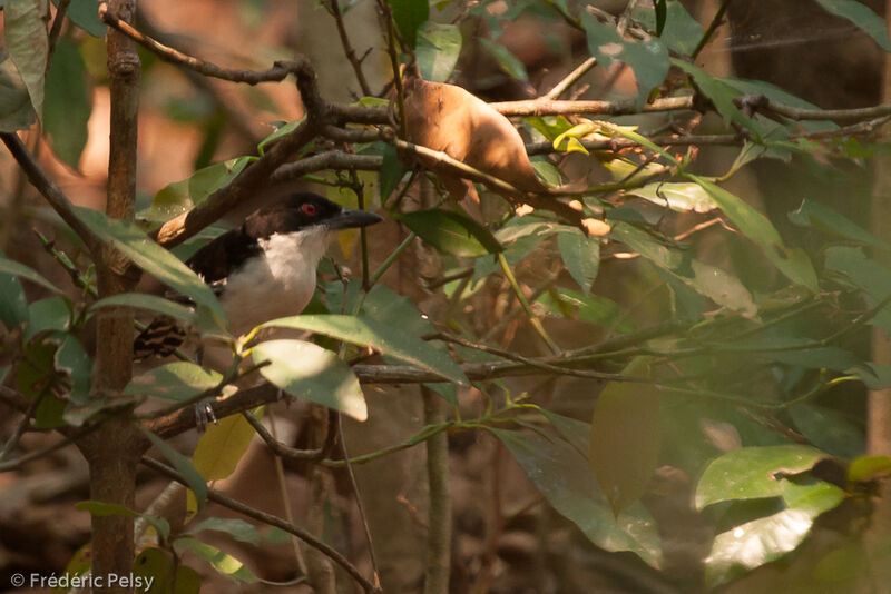 Great Antshrike male adult