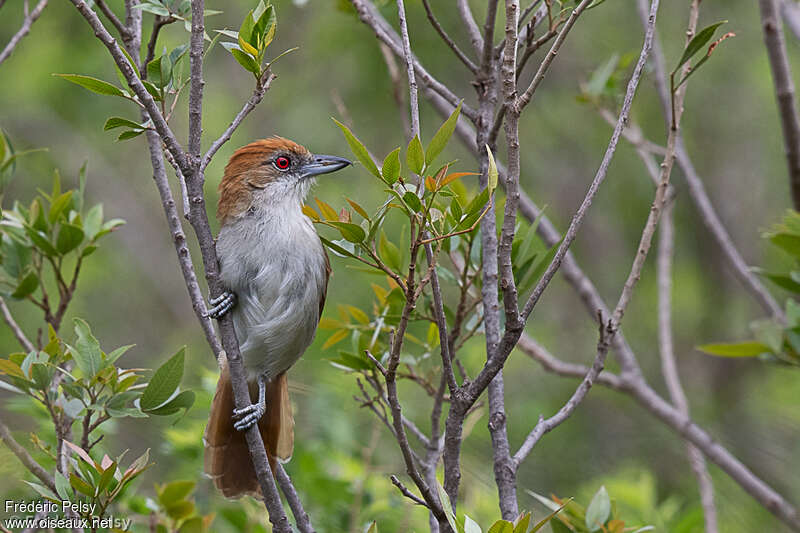 Great Antshrike female adult, close-up portrait