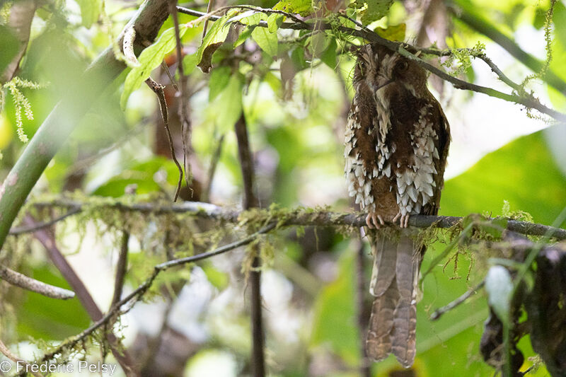 Feline Owlet-nightjar