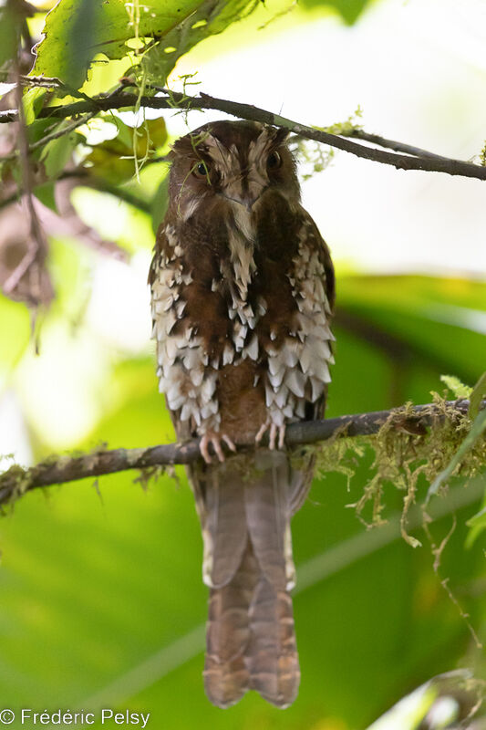 Feline Owlet-nightjar