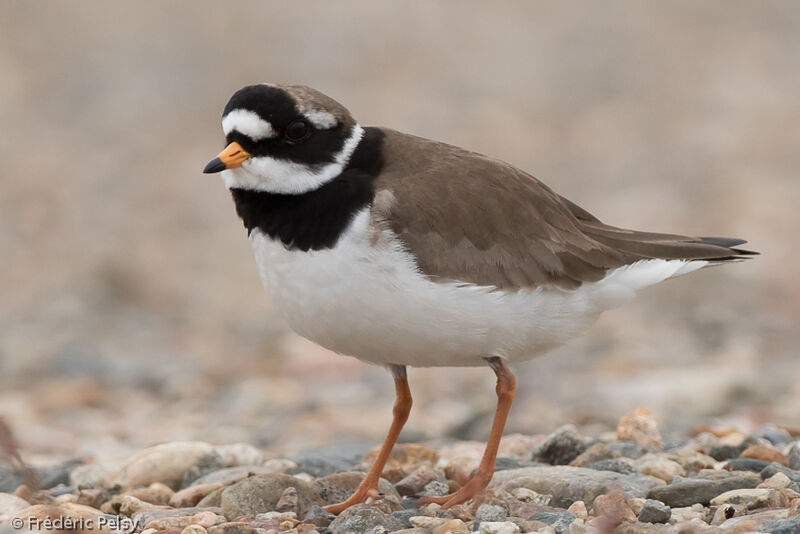 Common Ringed Ploveradult breeding