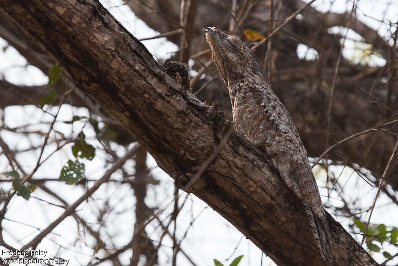 Great Potooadult, habitat, camouflage, pigmentation