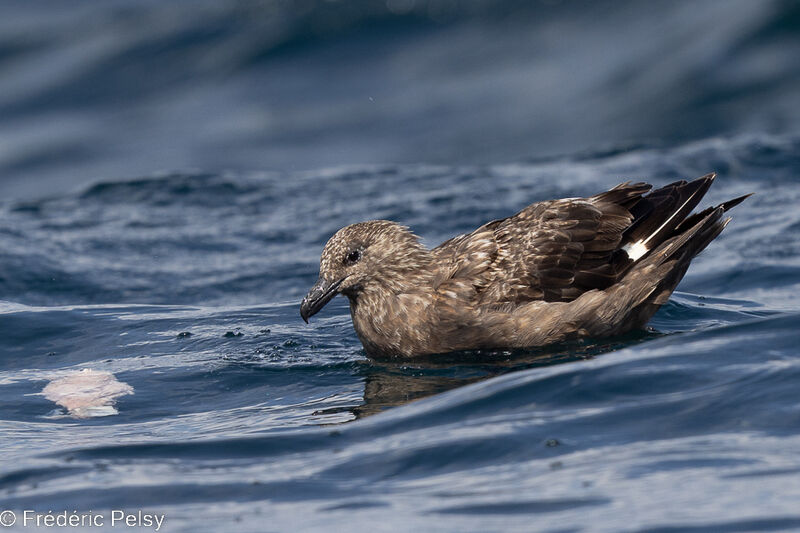 Great Skua