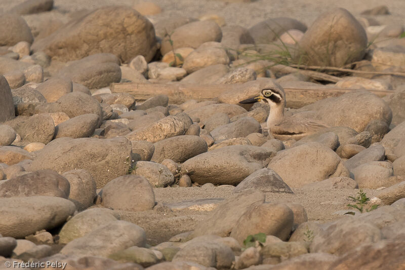 Great Stone-curlew