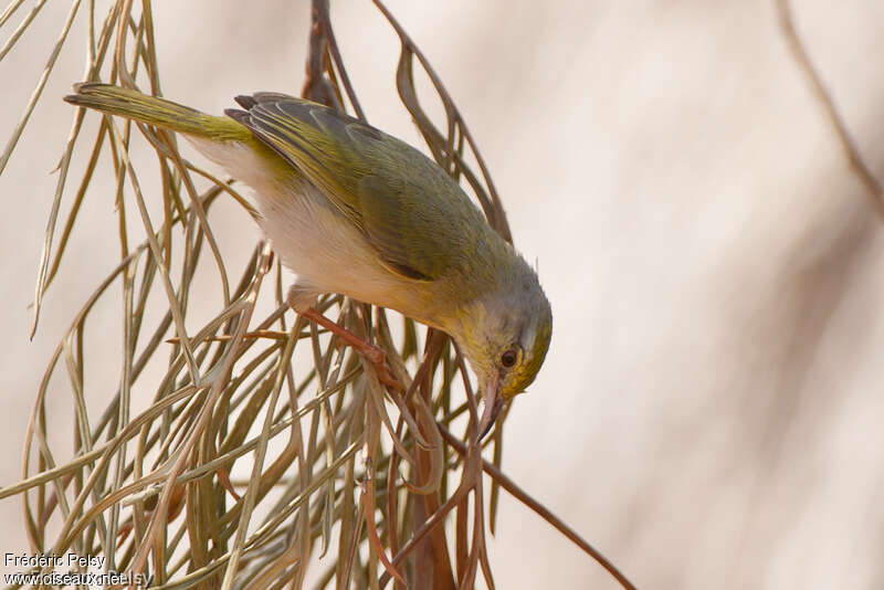 Stripe-throated Jeryadult, identification