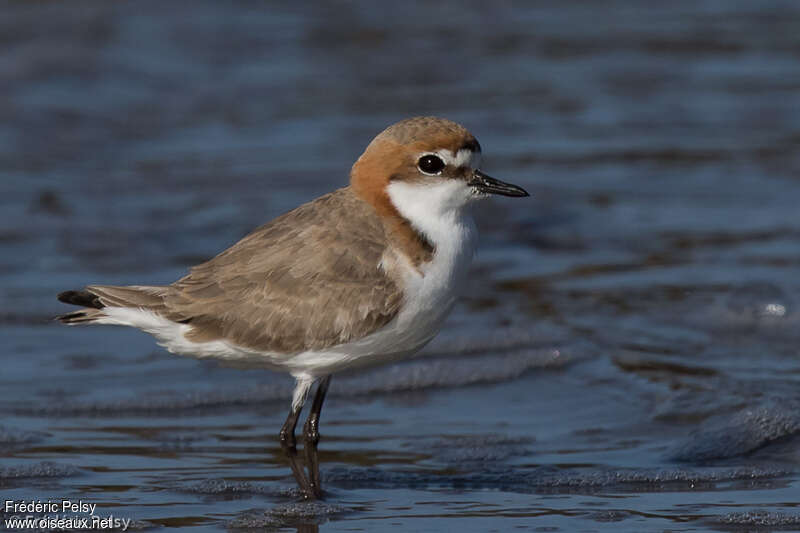 Gravelot à tête rousse femelle adulte, identification