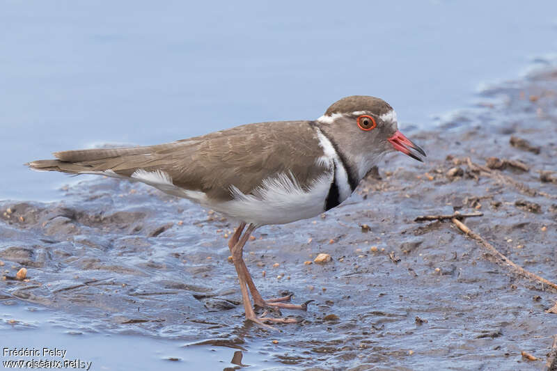 Three-banded Ploveradult, identification