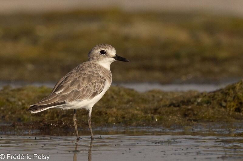 Greater Sand Plover