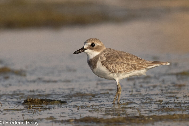 Greater Sand Plover