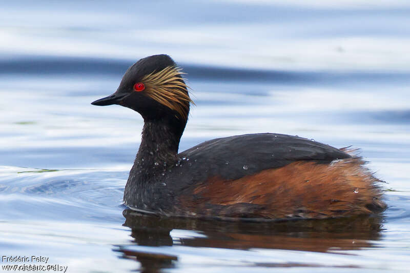 Black-necked Grebeadult breeding, identification