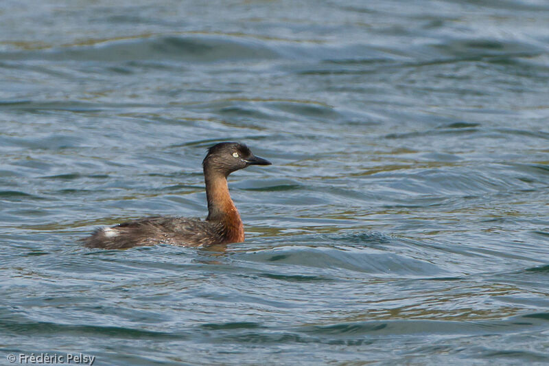 New Zealand Grebeadult