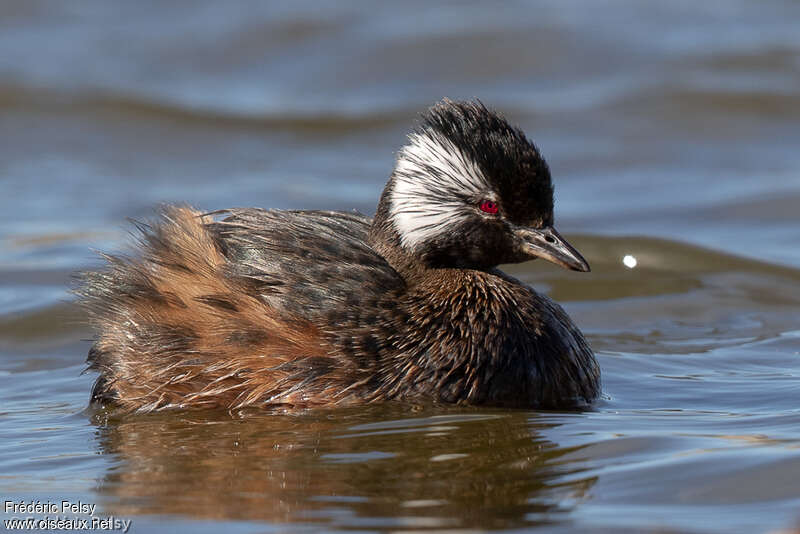 White-tufted Grebeadult, identification