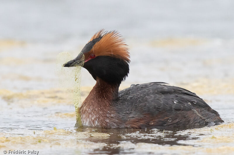 Horned Grebe