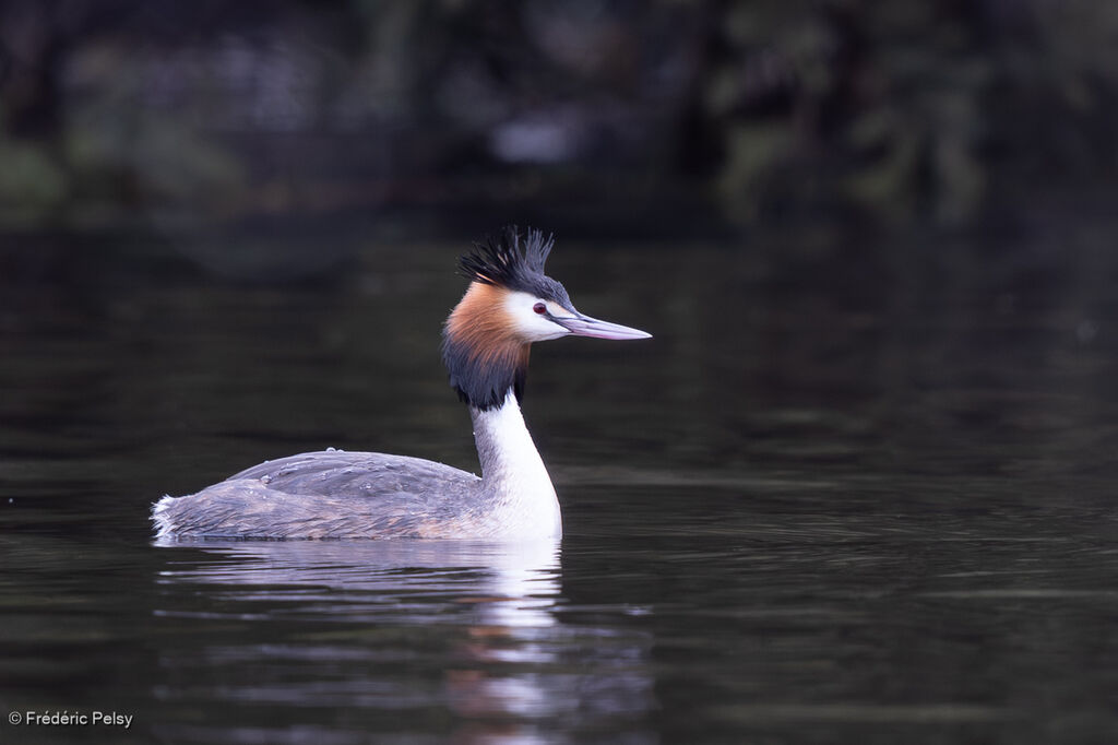 Grèbe huppé