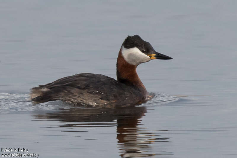 Red-necked Grebeadult breeding, identification