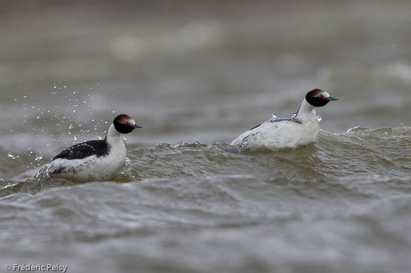 Hooded Grebe