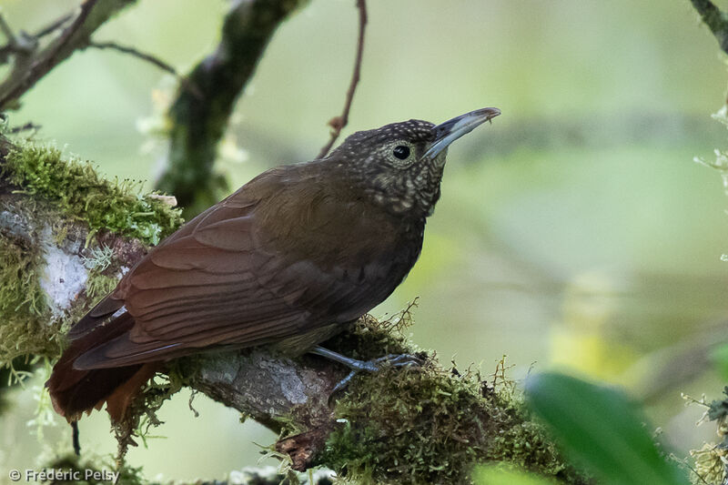 Olive-backed Woodcreeper