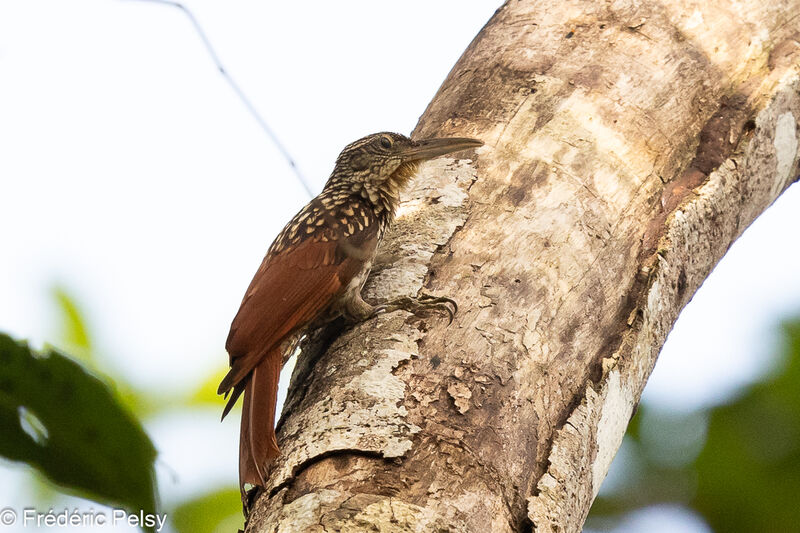 Black-striped Woodcreeper