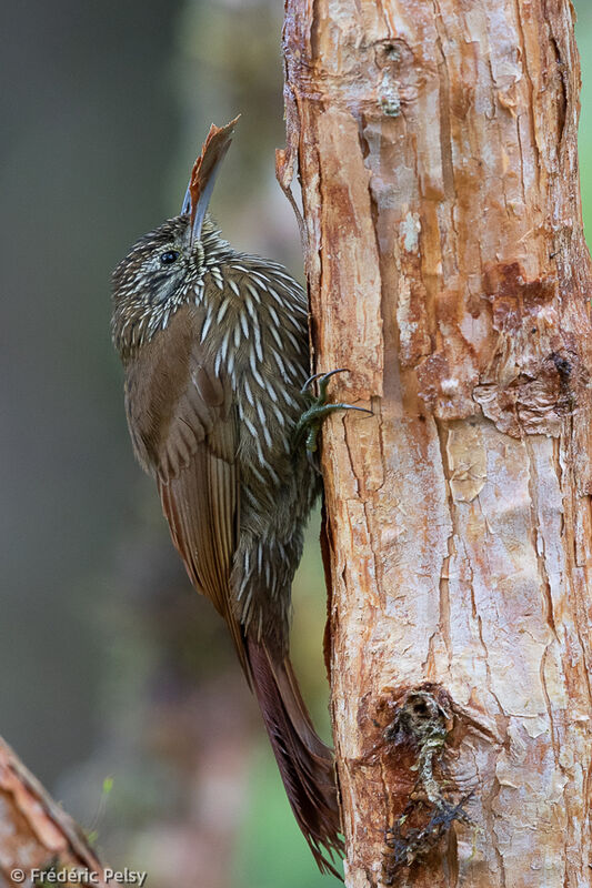 Montane Woodcreeper