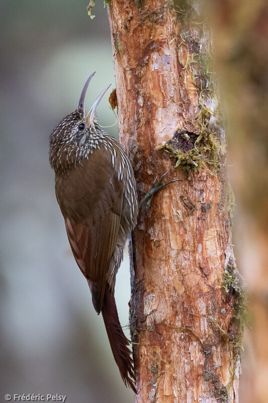 Montane Woodcreeper