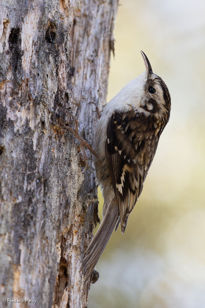 Hodgson's Treecreeper