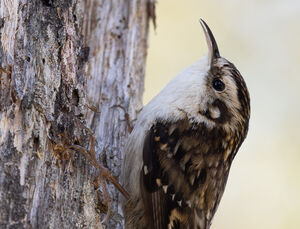 Grimpereau de Hodgson