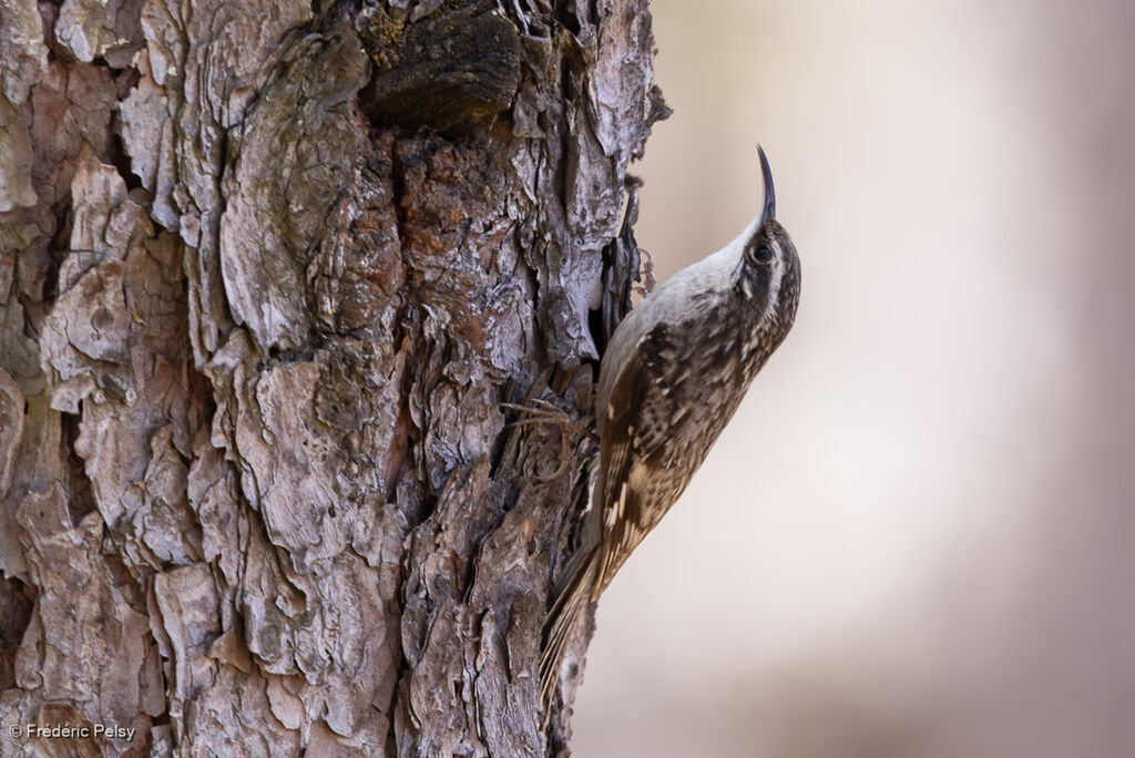 Grimpereau de l'Himalaya
