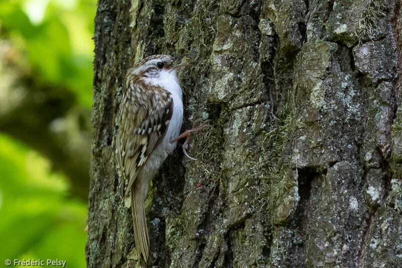 Grimpereau des bois