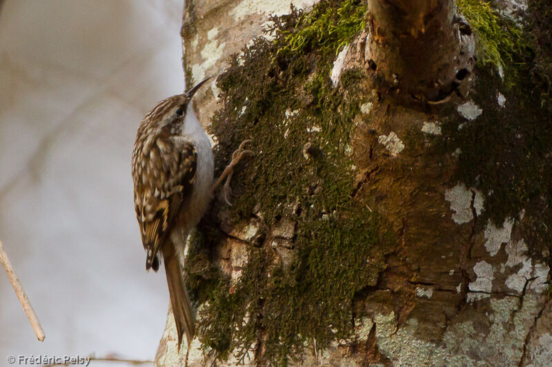 Short-toed Treecreeper