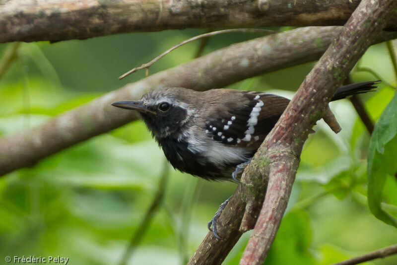 Southern White-fringed Antwren male adult