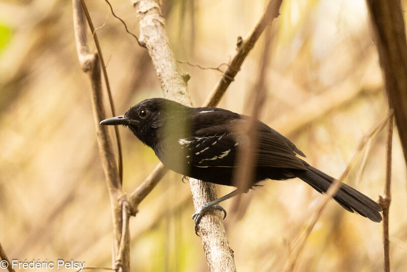 Jet Antbird