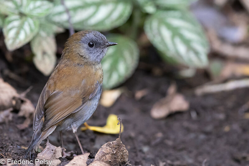 Black-billed Nightingale-Thrush