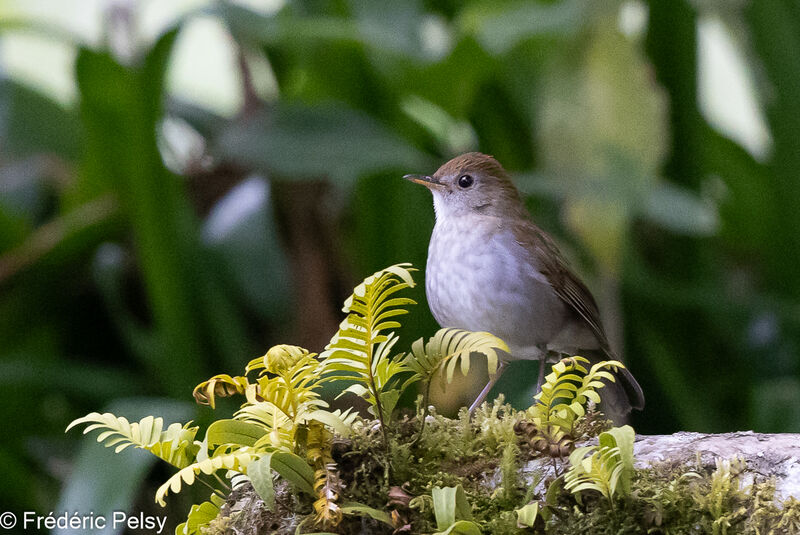 Ruddy-capped Nightingale-Thrush