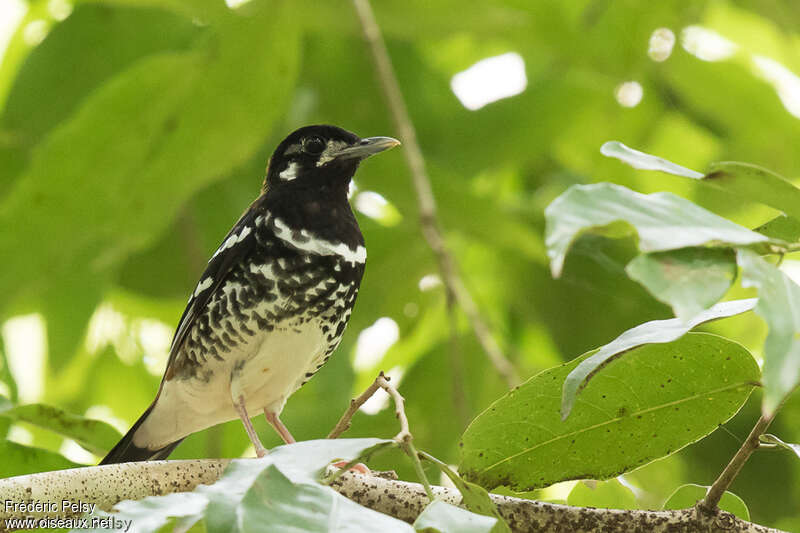 Red-backed Thrushadult